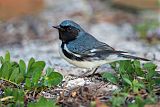 Black-throated Blue Warbler